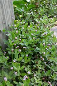 Image result for Phyla nodiflora