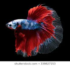 Betta Fish Siamese Fighting Fish Betta Stock Photo Edit Now 339827153