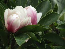 Image result for magnolia genia