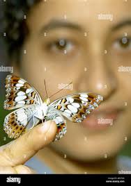 The commander butterfly hi-res stock photography and images