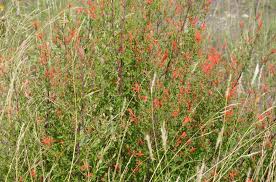 Image result for Acanthus