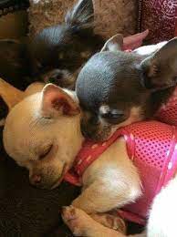 Pin De Arrel Tidwell En Chihuahuas Perros Chiguagua Animales Bebe Bonitos Amantes De Perros