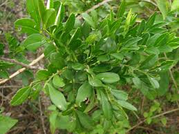 Image result for Harrisonia