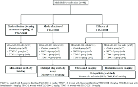 flow chart of the experimental protocol of the animal study