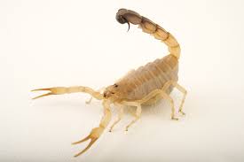 Scorpions National Geographic