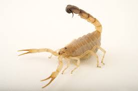 scorpions national geographic