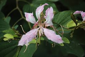 Image result for Bauhinia purpurea