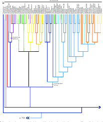 Image result for Austrosynotis