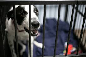 Muddy paws is a no kill midwest rescue specializing in rehoming dogs, cats, and pocket pets, but. Johnson County Animal Shelters Struggle To Cope With Surge In Pandemic Pet Returns
