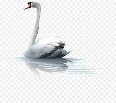 Check spelling or type a new query. Angsa Putih Bebek Itik Buruk Rupa Gambar Png