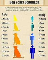 Dog Age Keep Your Dog Healthy In Every Age In 2020 Dog Ages Dog Years Dog Care