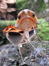 Flight Or Fright James O Hanlon Brazilian Wandering Spider Bugs And Insects Praying Mantis