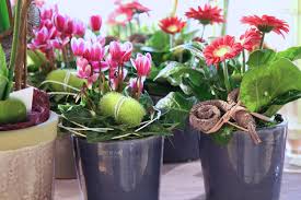 16 personen sind in der schweiz. Blumen Und Gartencenter In Frauenfeld Winterthur Blumengarten Kung