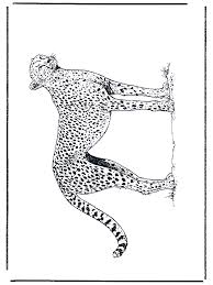 You can print or color them online at getdrawings.com for absolutely free. Cheetah Coloring Page Animals Town Animals Color Sheet Cheetah Free Printable Coloring Pages Animals