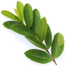 Organic Omura Fresh Guava Leaves For Tea 50 Leaves More Buy Online In United Arab Emirates At Desertcart Ae Productid 37941088 Check out our guava leaves selection for the very best in unique or custom, handmade pieces from our food & drink shops. organic omura fresh guava leaves for tea 50 leaves more