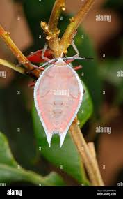 Lychee bug hi-res stock photography and images - Alamy