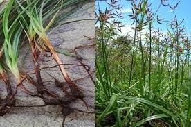 Maybe you would like to learn more about one of these? Manfaat Suket Teki Dan Keistimewaan Kandunganya Desa Jagir