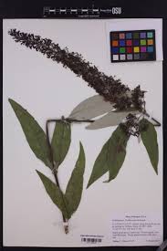 Image result for Antherothamnus