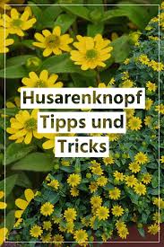 Die Perfekte Pflege Fur Einen Husarenknopf Sowie Informationen Zum Thema Dungen Giessen In 2020 Pflanzen Balkon Pflanzen Husaren