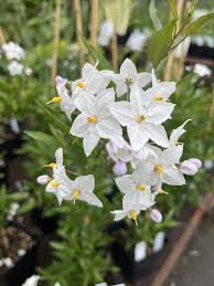 Image result for Solanum