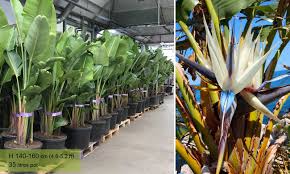 When planting in soil, keep the top of the root slightly exposed to encourage flowering. Strelitzia Nicolai White Bird Of Paradise Shrub Garden Plants Online