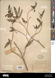 Image result for Rauvolfia mannii