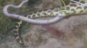 Anaconda Gives Birth To 3 Baby Anacondas Underwater Anaconda Anaconda Wildlife Nature 3rd Baby