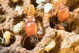 Ortho home defense insect killer for indoor & perimeter2 (with comfort wand). Learn More About The Destructive Termites In South Carolina
