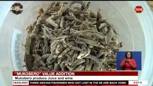 Image result for Mondia ecornuta