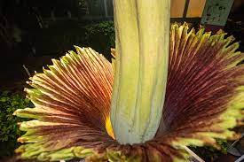 Corpse Flower Java Blooms Again Setting 2 Botanic Garden Records Chicago News Wttw