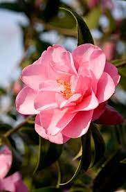 Camellia Daintiness Camellia Plants Flower Border
