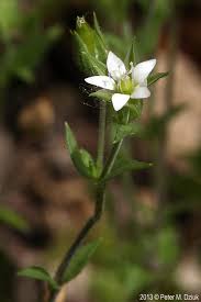 Image result for Cliffortia serpyllifolia