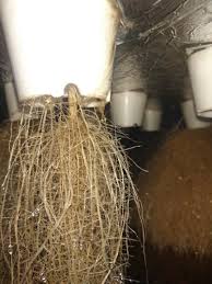 Check spelling or type a new query. Aeroponics Wikiwand