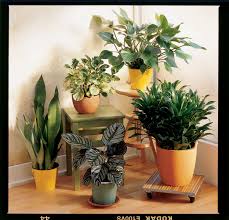 10 of 10 rubber trees and 1 of 2 cats indian rubber tree milky sap of a rubber tree. Plants Poisonous To Dogs Sunset Magazine