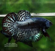 Wild Betta Fish Hybrid Grey Alien In 2020 Betta Fish Betta Grey Alien