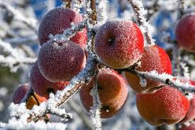 In ajunul bobotezei (5 ianuarie) se tine post negru, nu se mananca si nu se bea nimic. 9ynvgvtem5ntzm