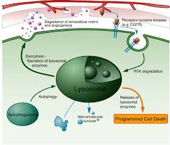 Can a cell survive without lysosomes. Lysosomal Involvement In Cell Death And Cancer Sciencedirect