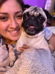 Emotional support llama in isolation