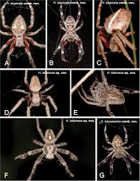 Image result for Otiophora scabra