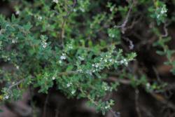 Image result for Tetradenia galpinii