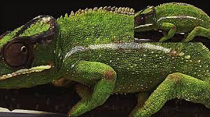 Check spelling or type a new query. Cute Reptiles Doing Cute Things Freshphotons Photonic Crystals Cause Active