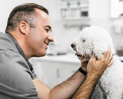 General Dental Care for Dogs & Cats in Guelph