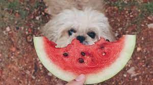 Can dogs eat all types of melon? Can Dogs Eat Watermelon 7 Reasons Why Dogs Can By Aid Pets Aidpets Medium