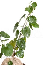 Image result for Pyrenacantha