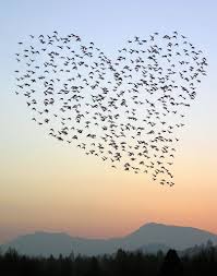 Blue Sky Birds Flying In The Sky Images Heart Flock Heart In Nature Nature Beautiful Nature