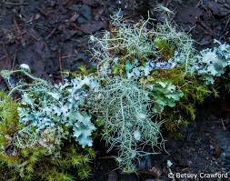 We did not find results for: Lichen Has A Third Partner And Is Saving The Earth The Soul Of The Earth