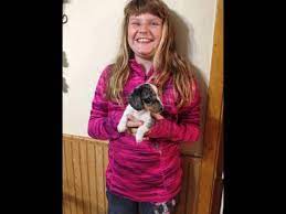 We do ship our babies with a puppy nanny who never leaves the puppies side and meets you at your airport or they can be picked up at our home. Miniature Dachshund Puppies For Sale In Richmond Minnesota Classified Americanlisted Com