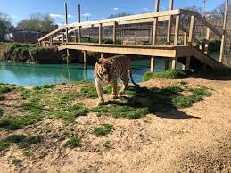 Zoo, tiger king park and formerly the garold wayne exotic animal memorial park, was an animal park displaying predominantly tigers and other big cats in wynnewood, oklahoma. Is G W Zoo Closed Here S What Happened To Joe Exotic S Zoo