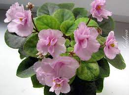 pin on african violets i have