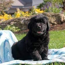 The puppies can inherit any qualities of their parents. Golden Newfie Puppies For Sal Greenfield Puppies